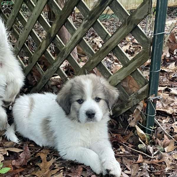 Nancy, Great Pyrenees Puppy